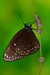 Euploes camaralzeman