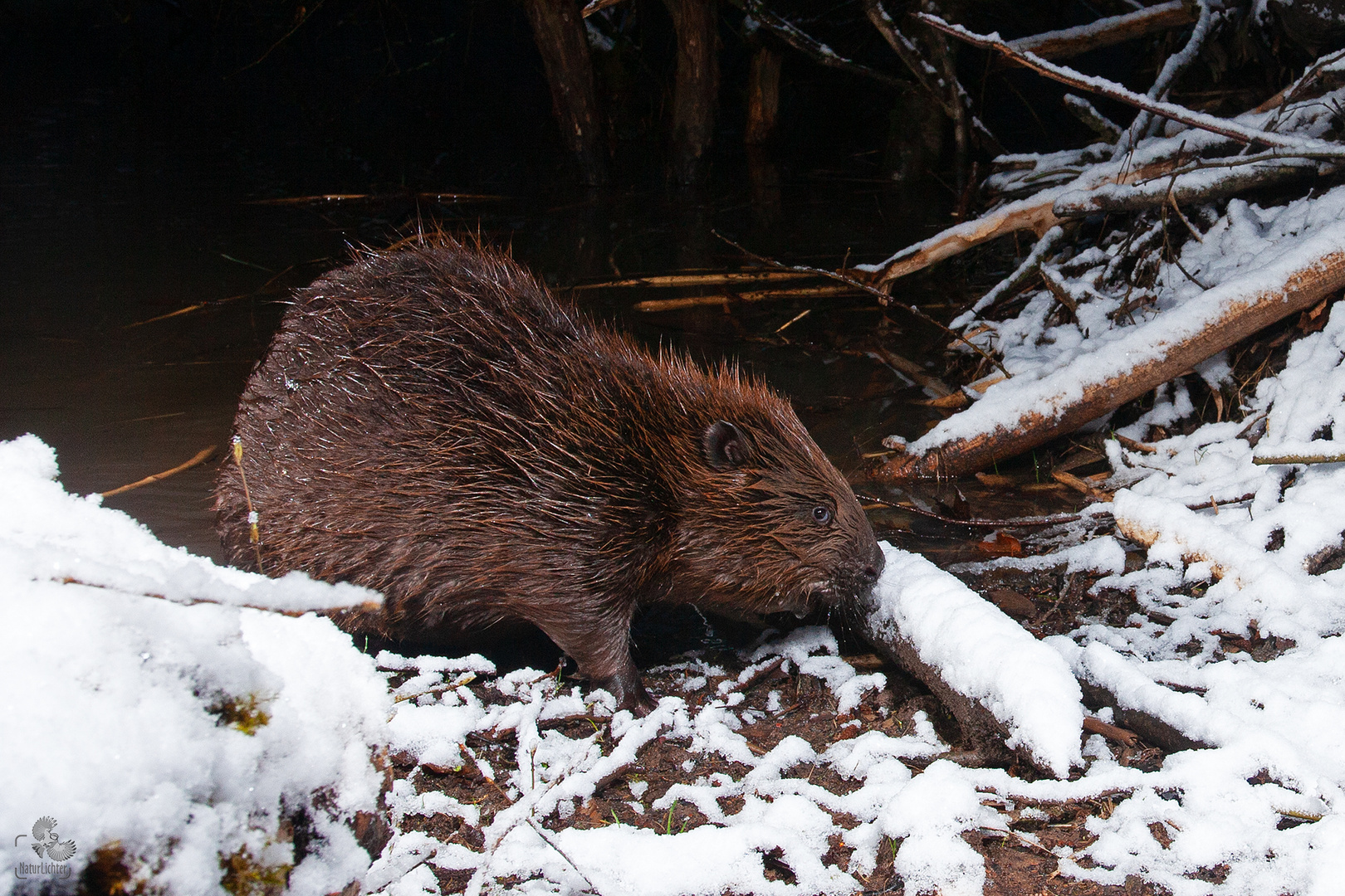 Eurasian beaver (Castor fiber), Europäischer Biber an der Burg, Thüringen, Germany