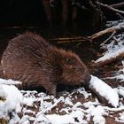 Eurasian beaver (Castor fiber), Europäischer Biber an der Burg, Thüringen, Germany