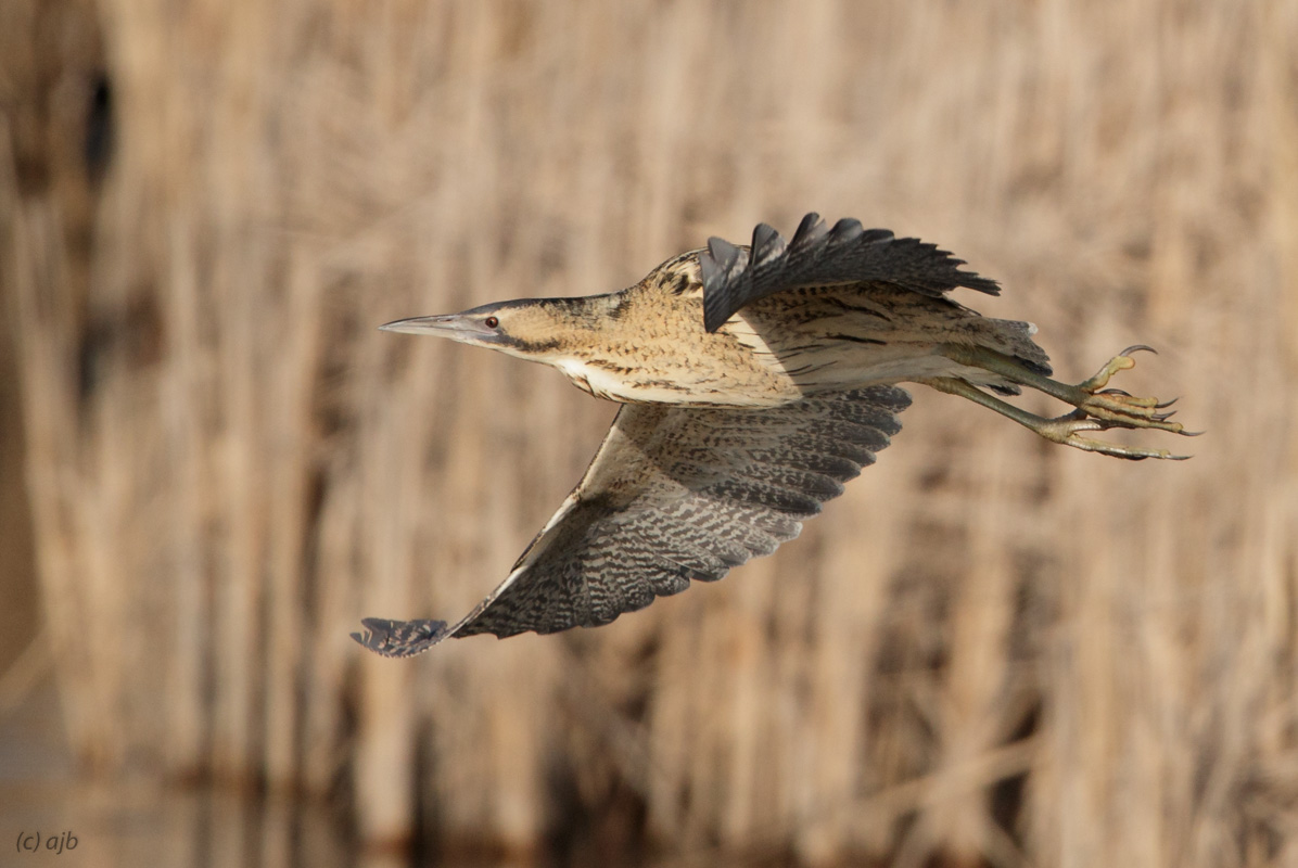 Eurasian Bittern