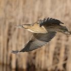 Eurasian Bittern