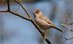 Eurasian blackcap