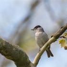 Eurasian blackcap