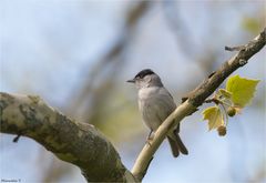 Eurasian blackcap