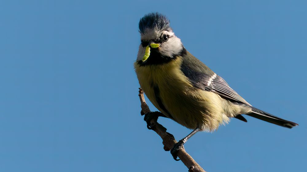 Eurasian Blue Tit