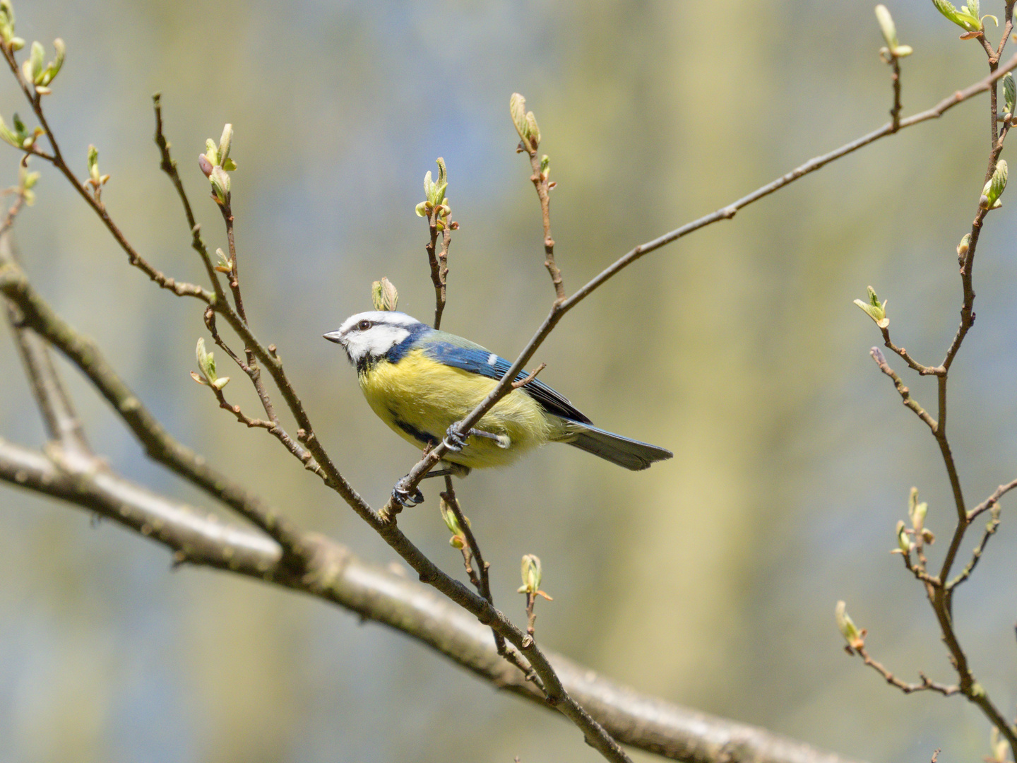 Eurasian blue tit