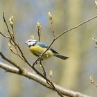 Eurasian blue tit