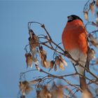 Eurasian bullfinch