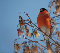 Eurasian bullfinch