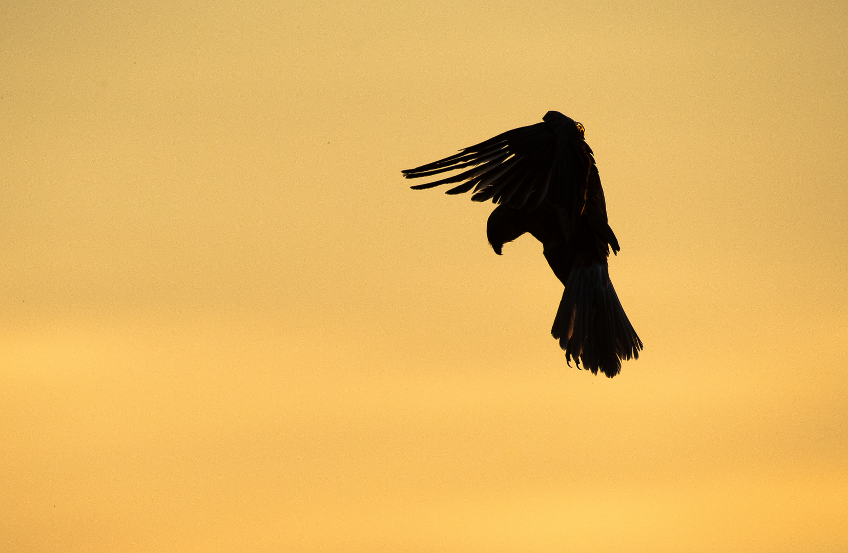 EURASIAN BUZZARD