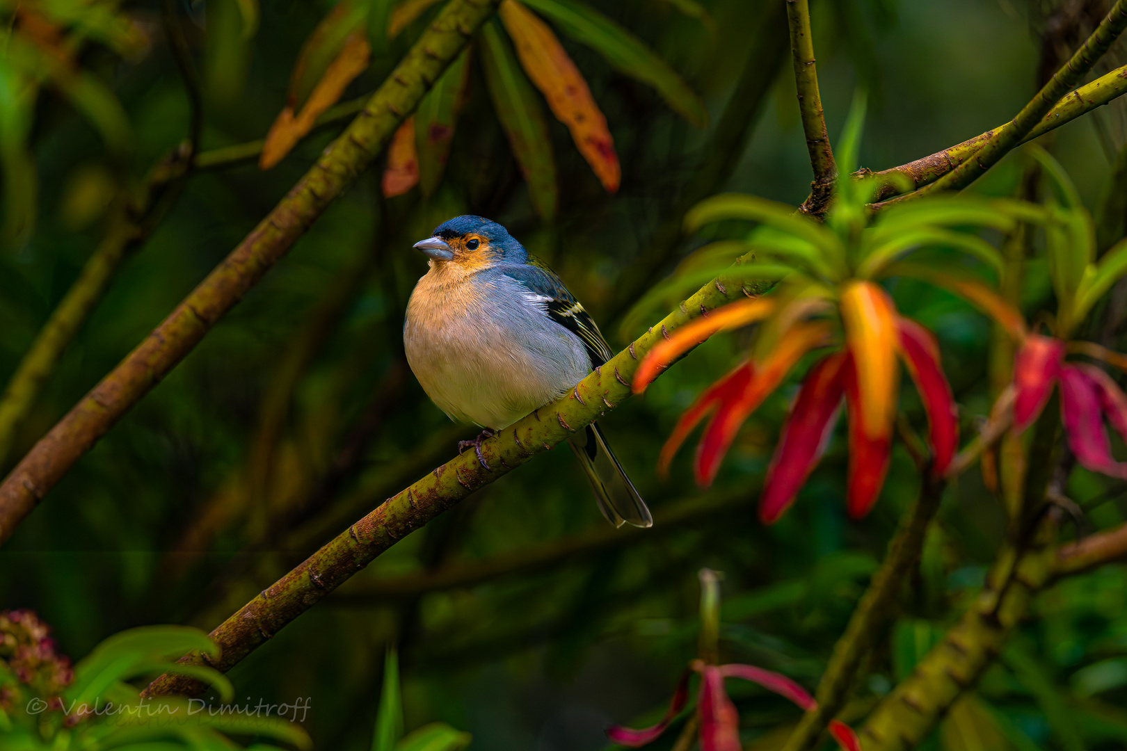 Eurasian chaffinch