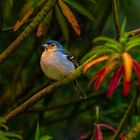 Eurasian chaffinch