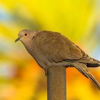 Eurasian collared dove