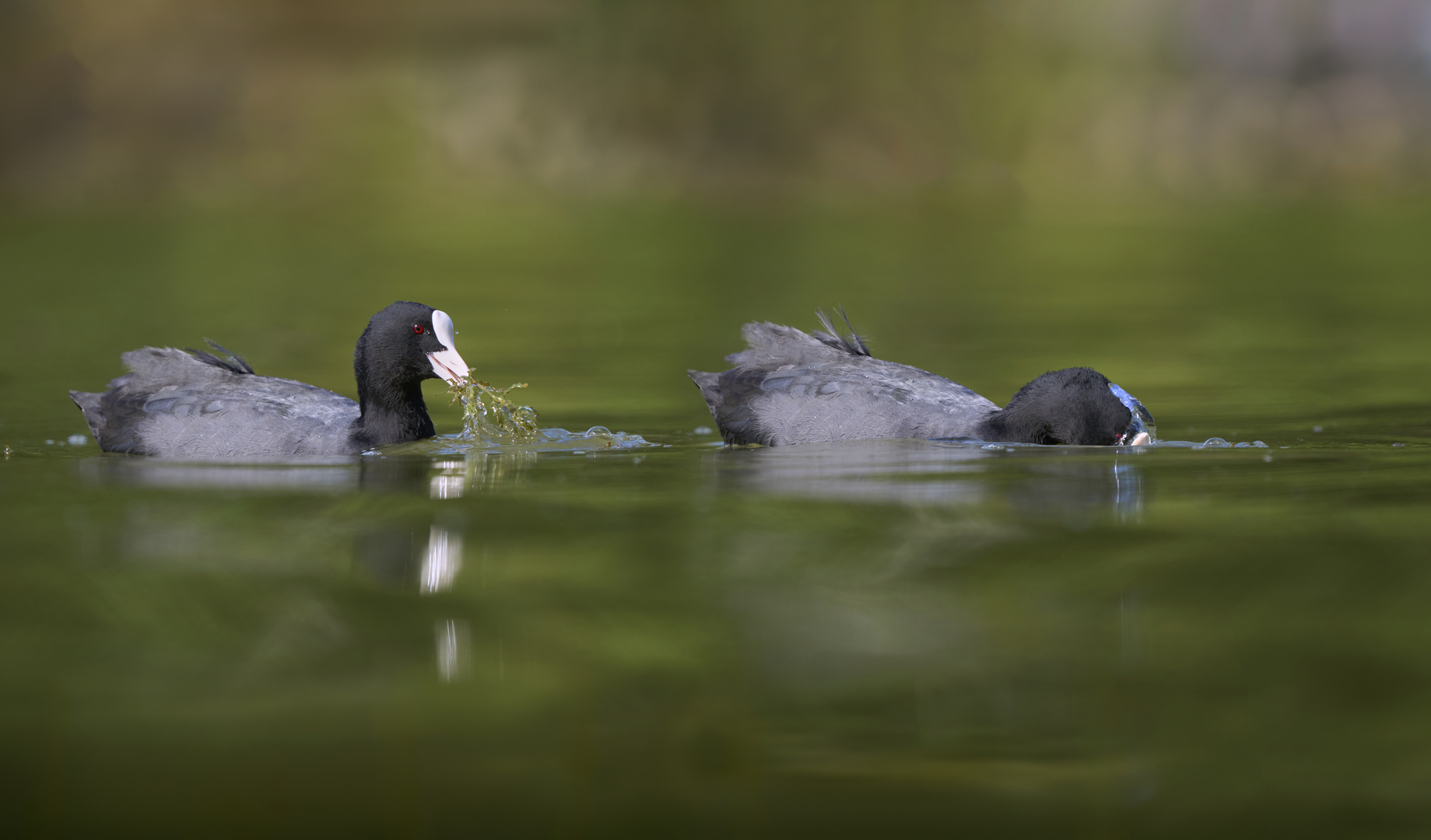 Eurasian coot