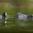 Eurasian coot