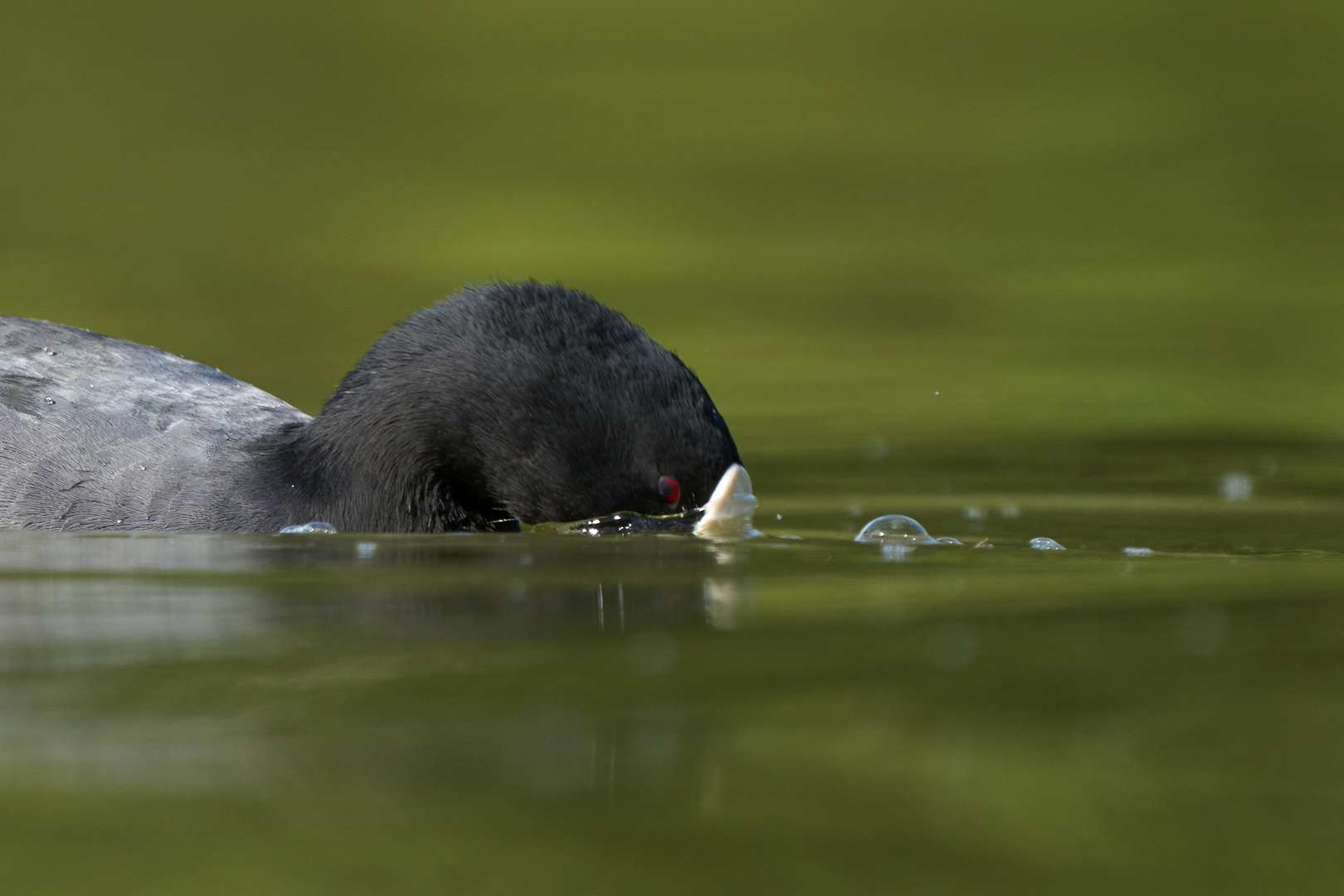 Eurasian coot