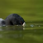 Eurasian coot