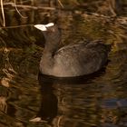 Eurasian Coot