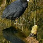 Eurasian Coot