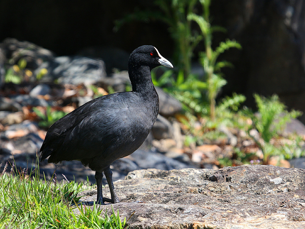 Eurasian coot, all black