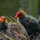 Eurasian Coot chicks