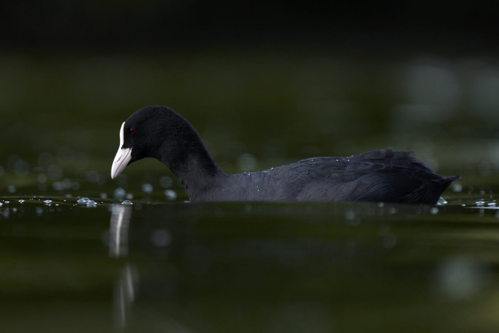 Eurasian coot