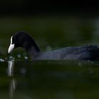 Eurasian coot