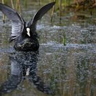 Eurasian Coot 