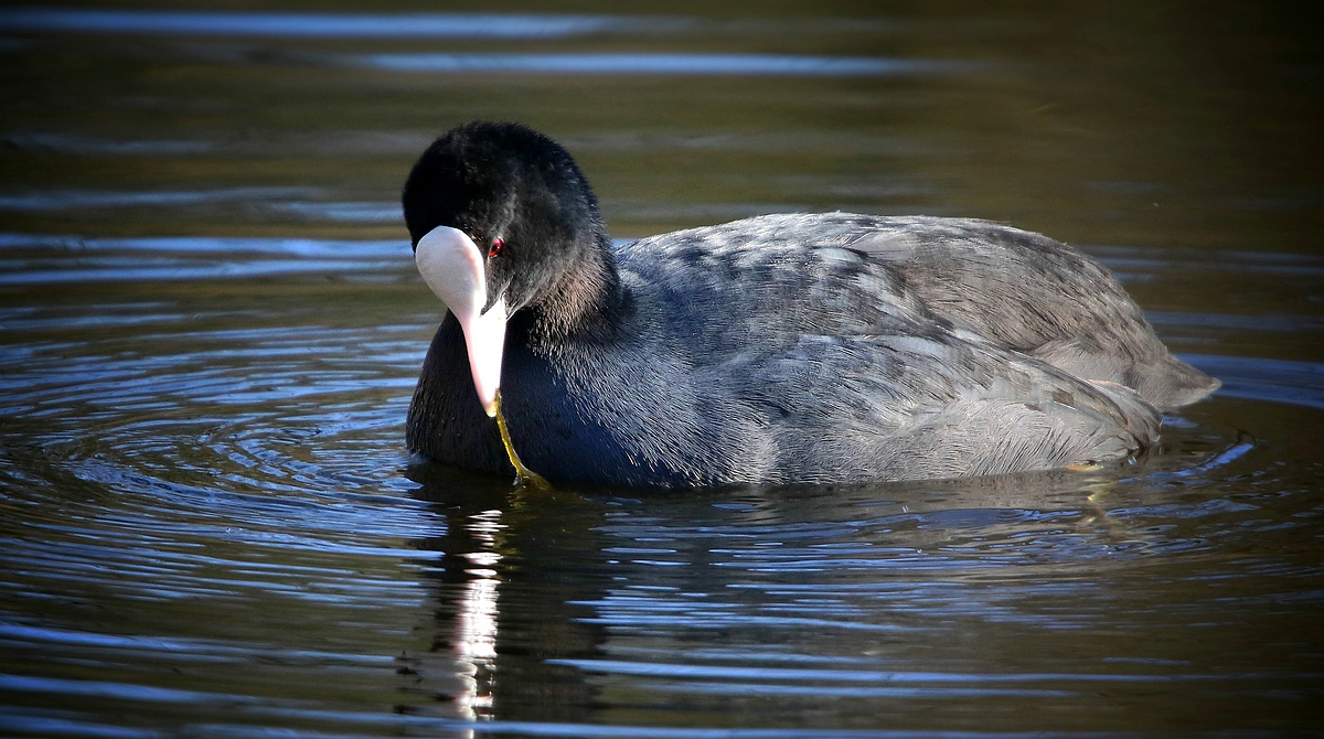 Eurasian Coot 