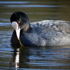 Eurasian Coot 