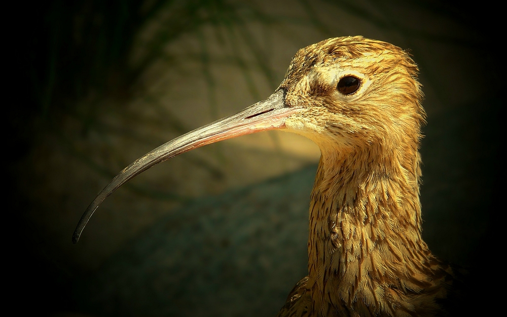 Eurasian Curlew