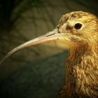 Eurasian Curlew