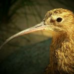 Eurasian Curlew