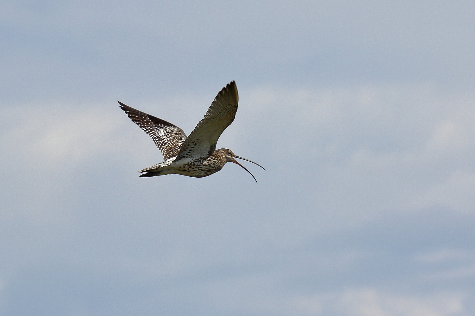 Eurasian curlew 