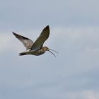 Eurasian curlew 