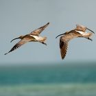 Eurasian curlew