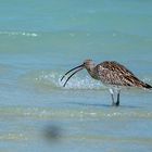 Eurasian Curlew