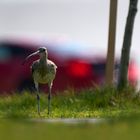 Eurasian curlew