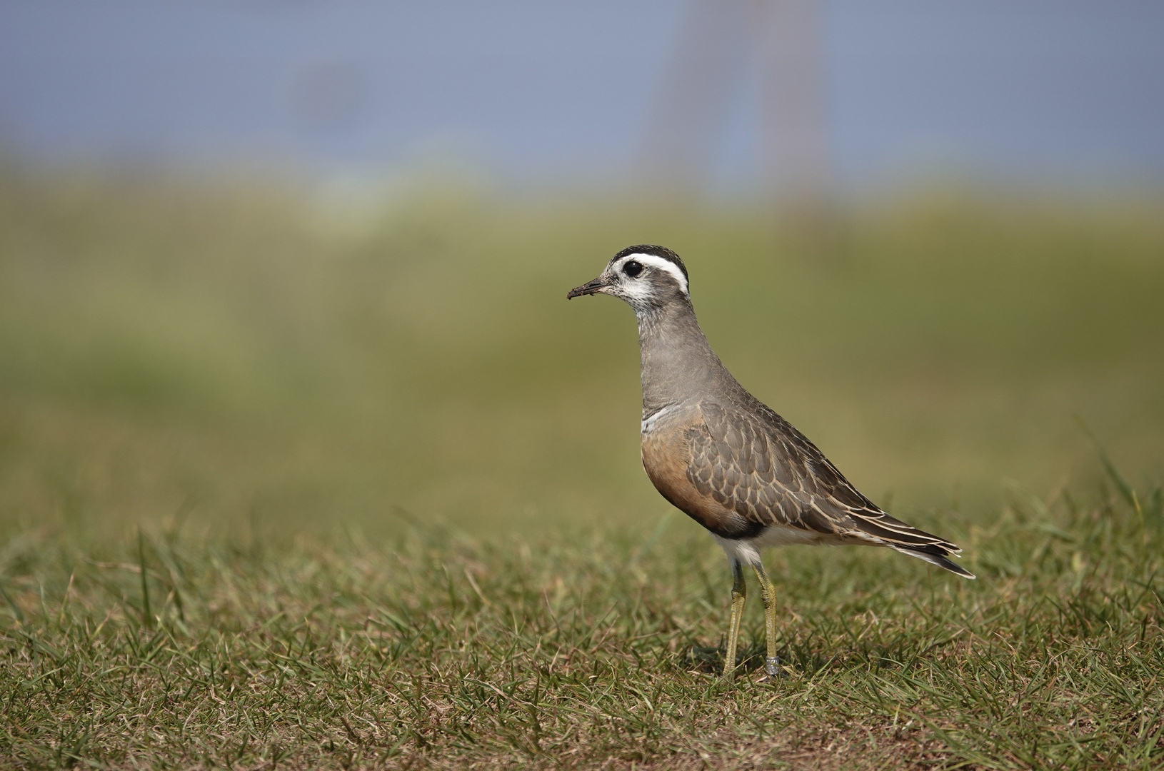 Eurasian Dotterel