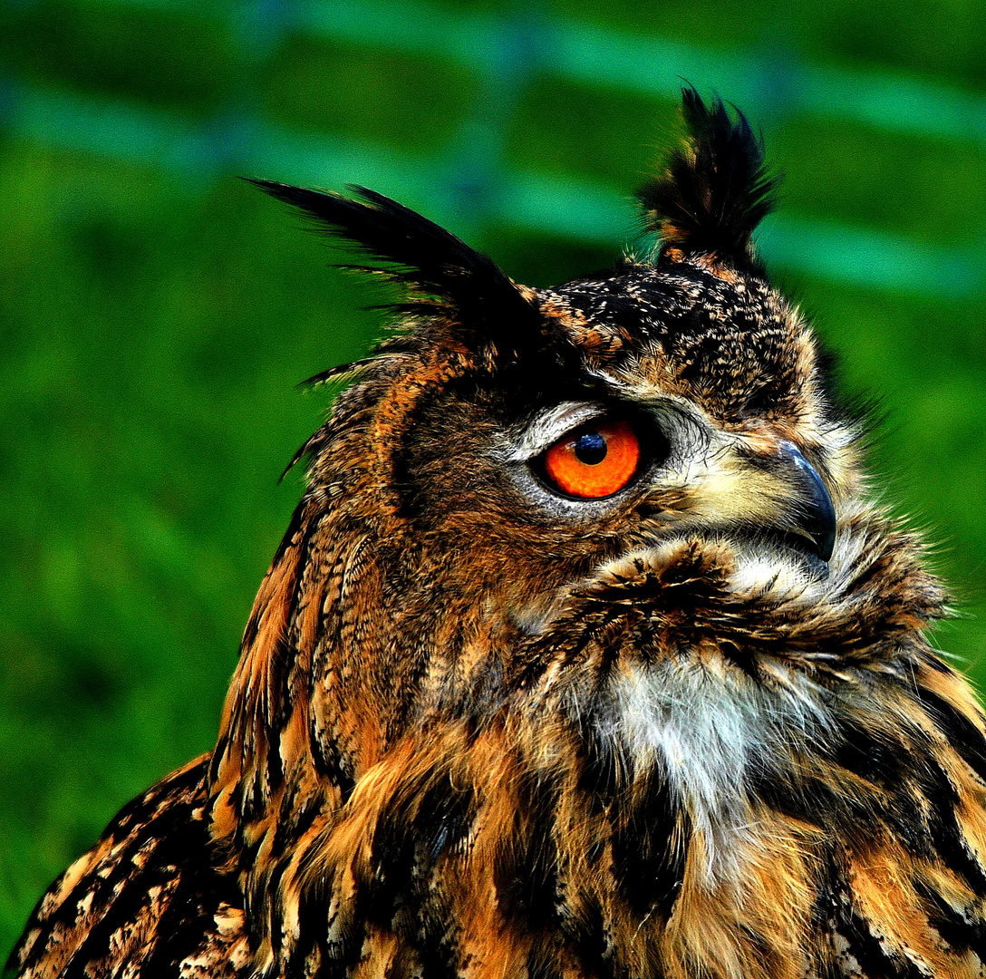 Eurasian  eagle  owl