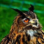 Eurasian  eagle  owl