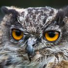 Eurasian Eagle-Owl