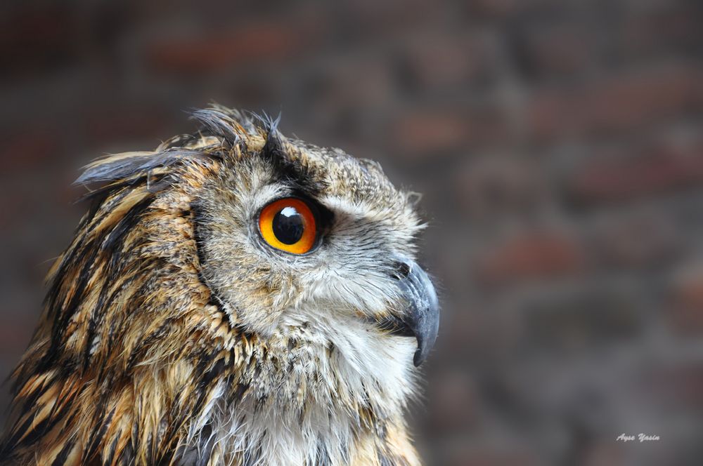 Eurasian Eagle-Owl..