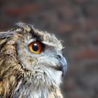 Eurasian Eagle-Owl..