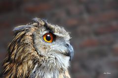 Eurasian Eagle-Owl..