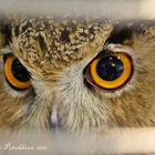 Eurasian Eagle Owl