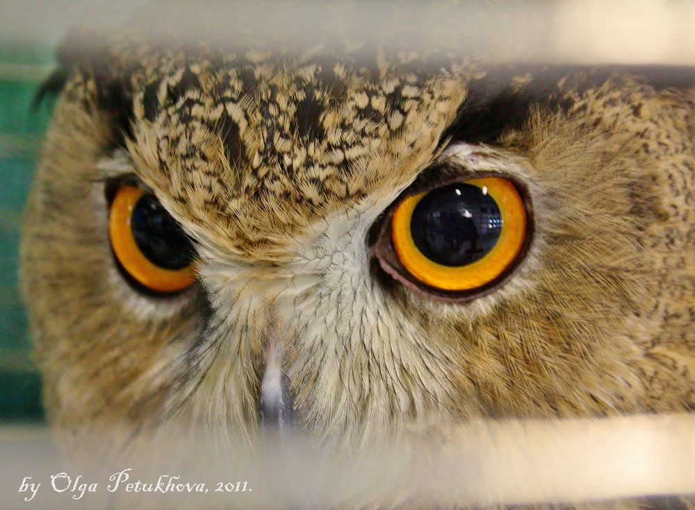 Eurasian Eagle Owl