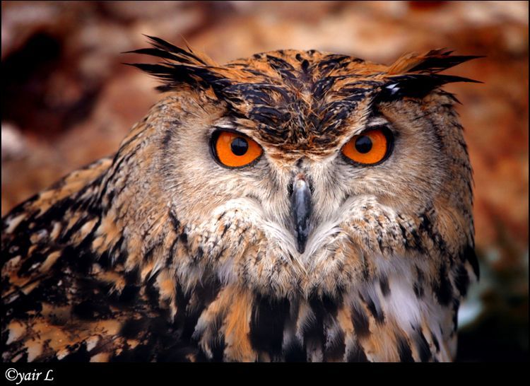 Eurasian Eagle Owl