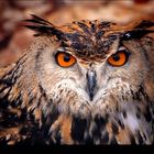 Eurasian Eagle Owl