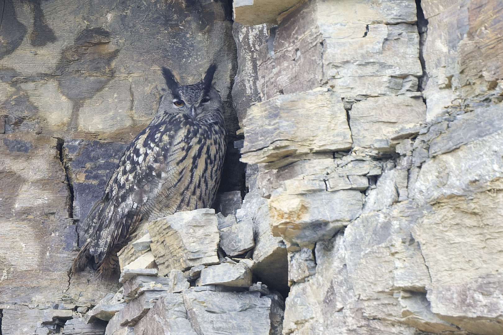 Eurasian eagle-owl im Steinbruch- Rhein Neckar 